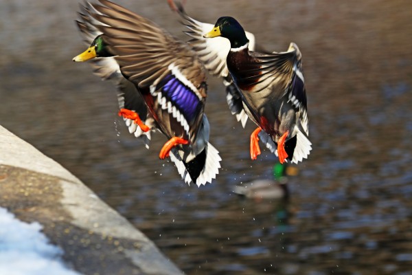 Incoming Drake Mallards by Deb Oppermann